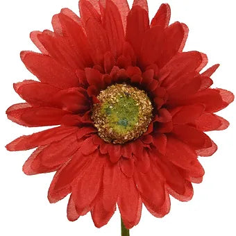 Gerbera in Red