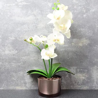 The Flower Patch Cream Orchid in Glass Pot 40cm